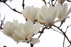 Flower Japan Flowering Tree