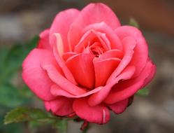 Rose pink Blossoms in garden