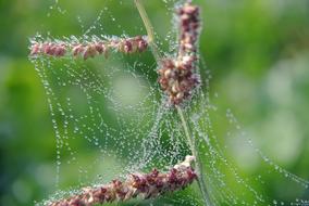 Cobwebs Drip Macro Close