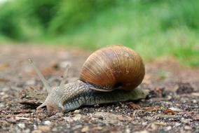 Snail Macro Close Up Animal