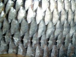 Dried fish tastes good