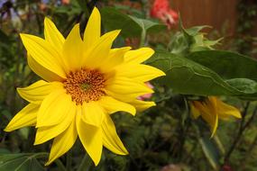 yellow bud Jerusalem artichoke