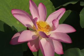 Lotus Close-Up Pink