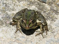 big colored toad