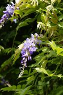 Wisteria Blossom Bloom