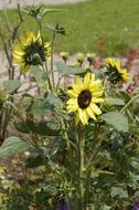 Sunflower Garden Summer