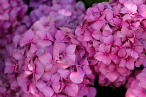Hydrangea Flower Pink