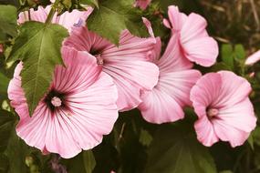 pink blooming flowers in the garden