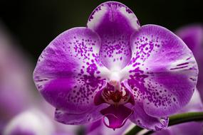 Flower Orchid Blossom