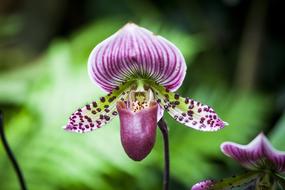 purple Flower Blossom in garden