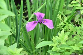 purple iris in the grass in the garden