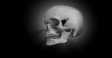 skull bone head skeleton 3d model