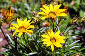 Gazanie Flower Blossom
