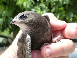 cute little bird in the hand