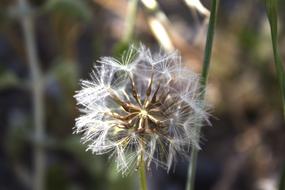 Dandelion Flower seeds Detail