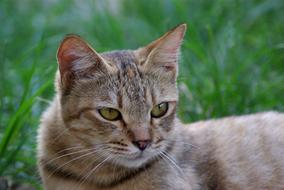 cat with green eyes on the grass close-up on a blurred background