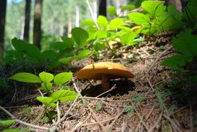Mushroom Suillus Grevillei Golden
