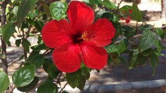 Hibiscus Flower