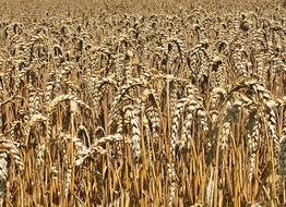 splendid view of the field