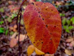 Autumn Leaf Leaves