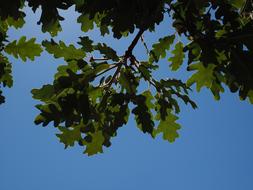 beautiful leaves against the sky