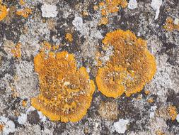 Ordinary Gelbflechte Xanthoria