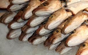 dried fish a lot