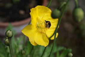 Poppy Yellow Bloom