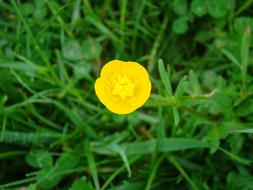 Buttercup Flower