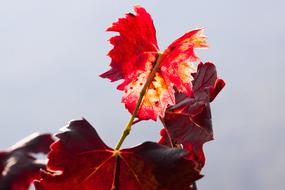 Wine Leaf Harvest