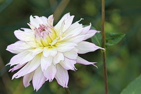 Dahlia Blossom Bloom