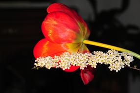 red Tulip Blossom in garden