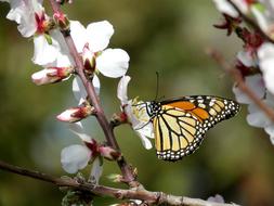 cute butterfly on a tree branch