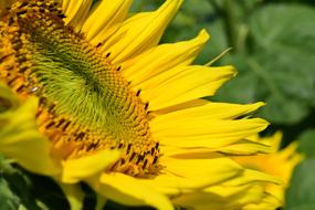 Sunflower Blossom Bloom