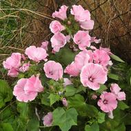 Mallow Bush Pink Ornamental