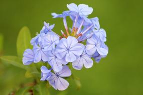 Blossom Bloom Blue
