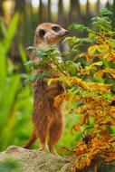 meerkat in the zoo close up