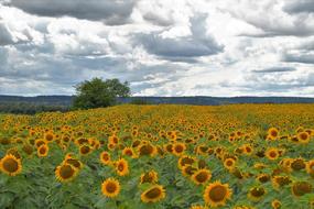 Oil painting of sunflowers in a field