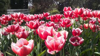 Tulip Perennial Flowers Flower