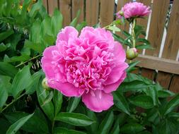 Flower Peony Bloom