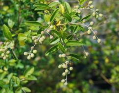 Chokeberry Shrub Berries
