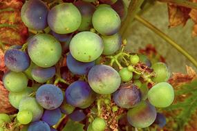 sweet delicious grapes