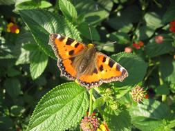 Butterfly in the garden on a bush Close Up