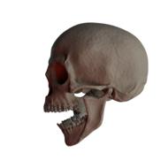 skull on a white background is scary