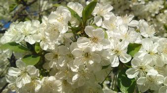 white flowers a lot of beautiful