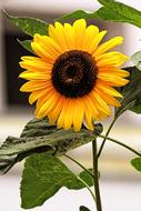Sunflower Blossom Bloom