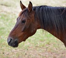 Horse Pure Arab Blood