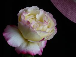 Rosa Flower