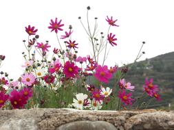 beautiful spring flowers on branches in the garden
