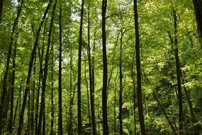 Forest Trees Sunlight